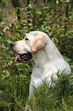 LABRADOR 1237